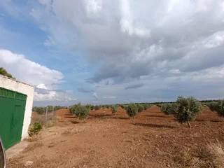 FINCA DE OLIVAS NUEVAS