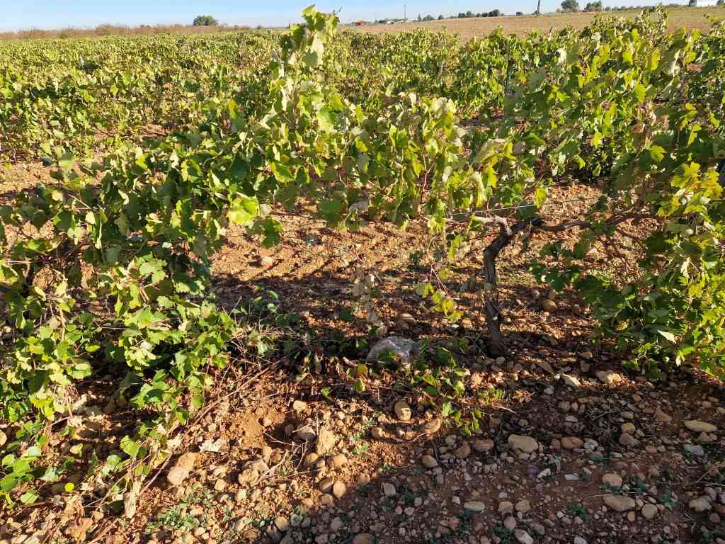 finca rustica en espaldera