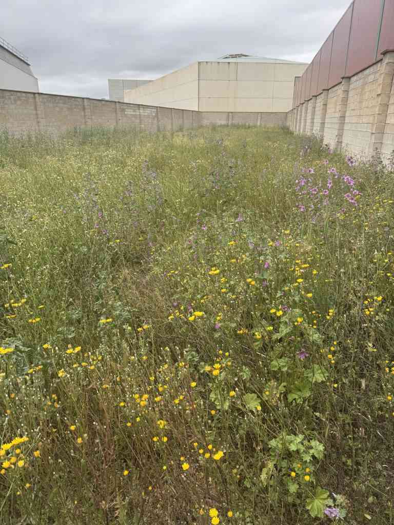 solar diafano con 1000 m2 de superficie