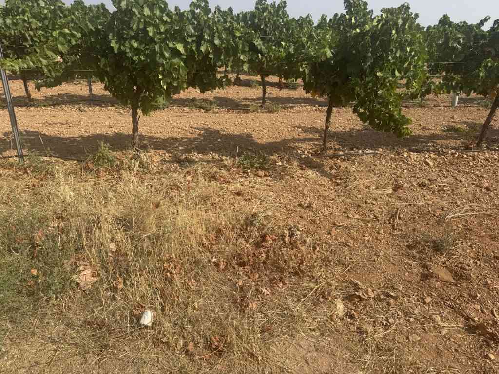 finca rustica viña y pistachos