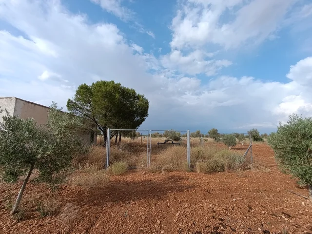 parcela de campo con olivas