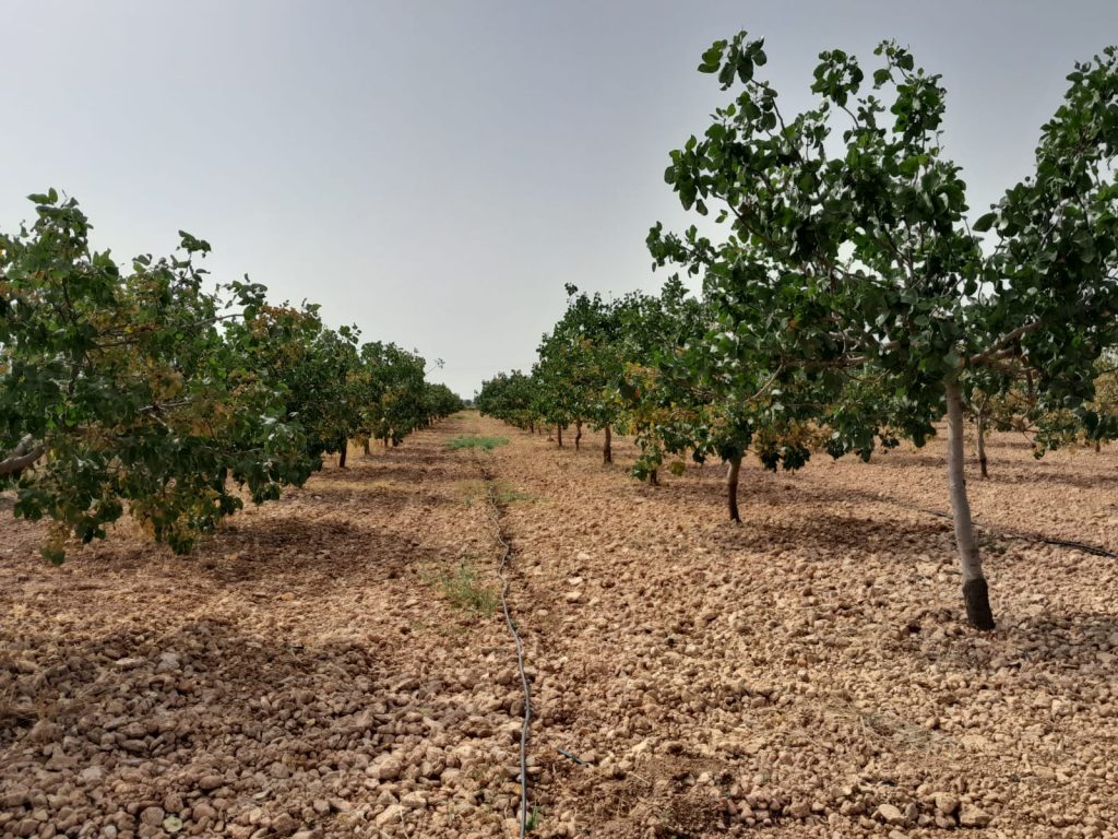 FINCA DE PISTACHO