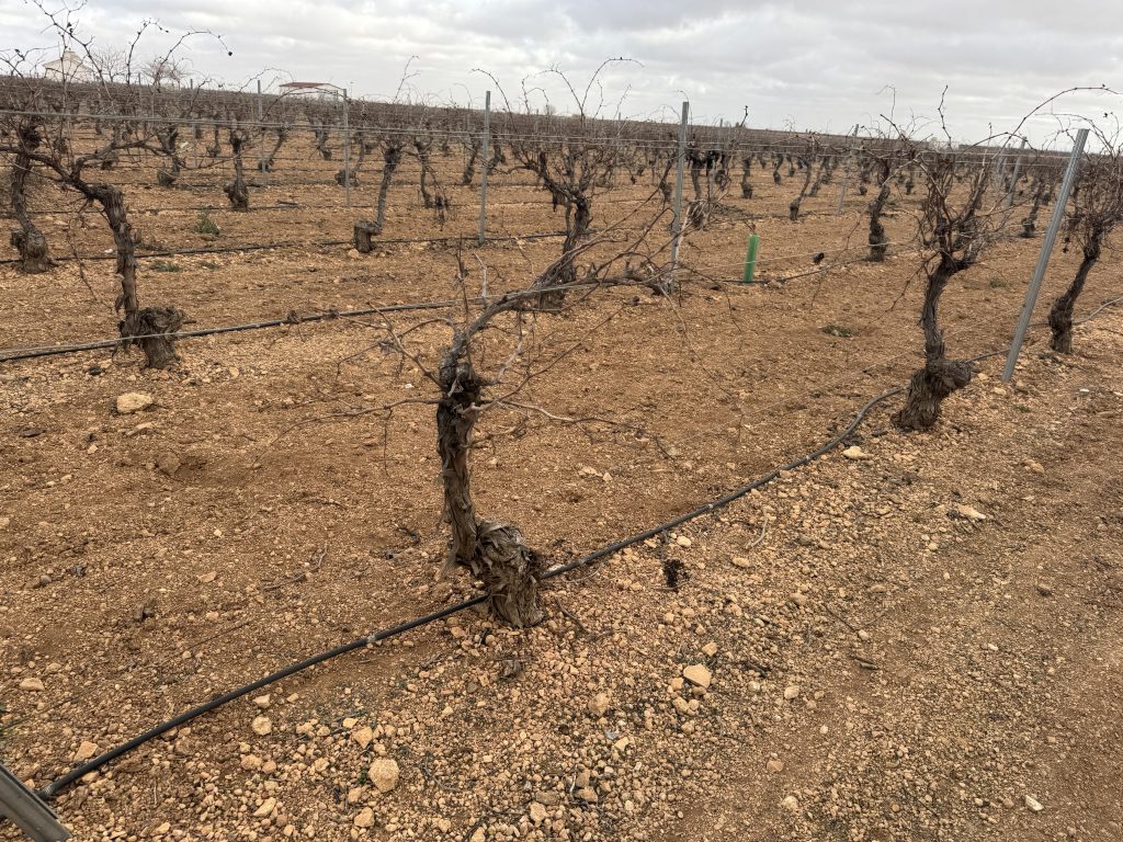 FINCA EMPARRADO TINTO TINTORERA