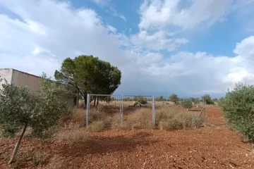 olivar en venta