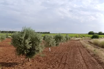 olivar de secano