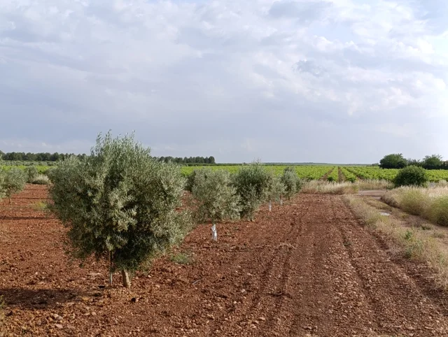 olivar de secano