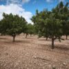 FINCA DE ALMENDROS