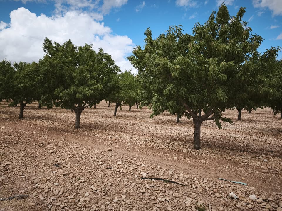 ALMENDROS EN VENTA
